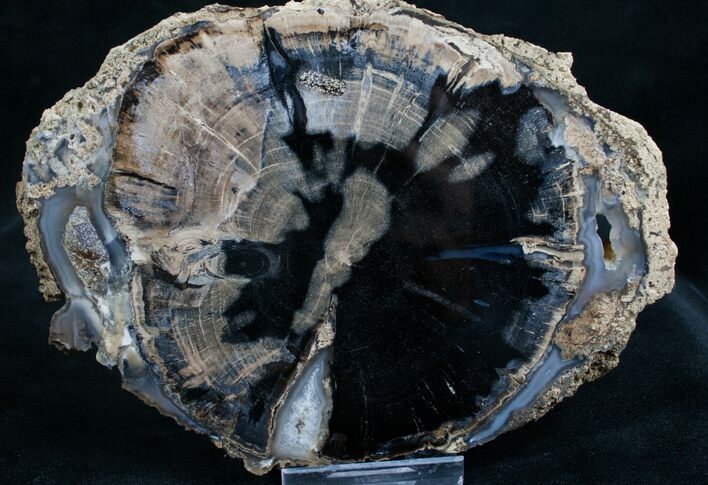 Blue Forest Petrified Wood Slice - x #7634